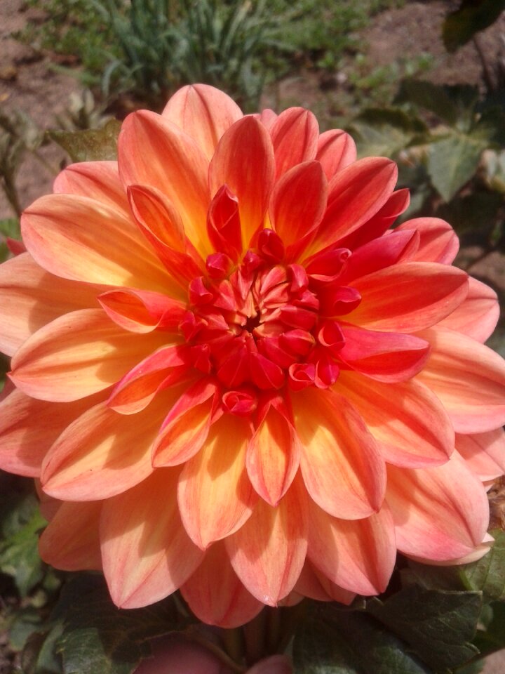 Flower garden