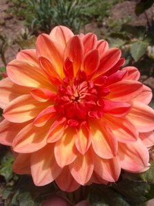 Flower garden