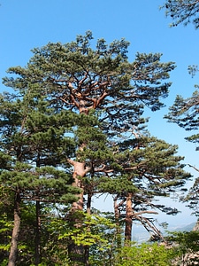 Sokcho mt seoraksan pine