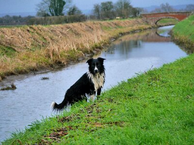 Bridge dog