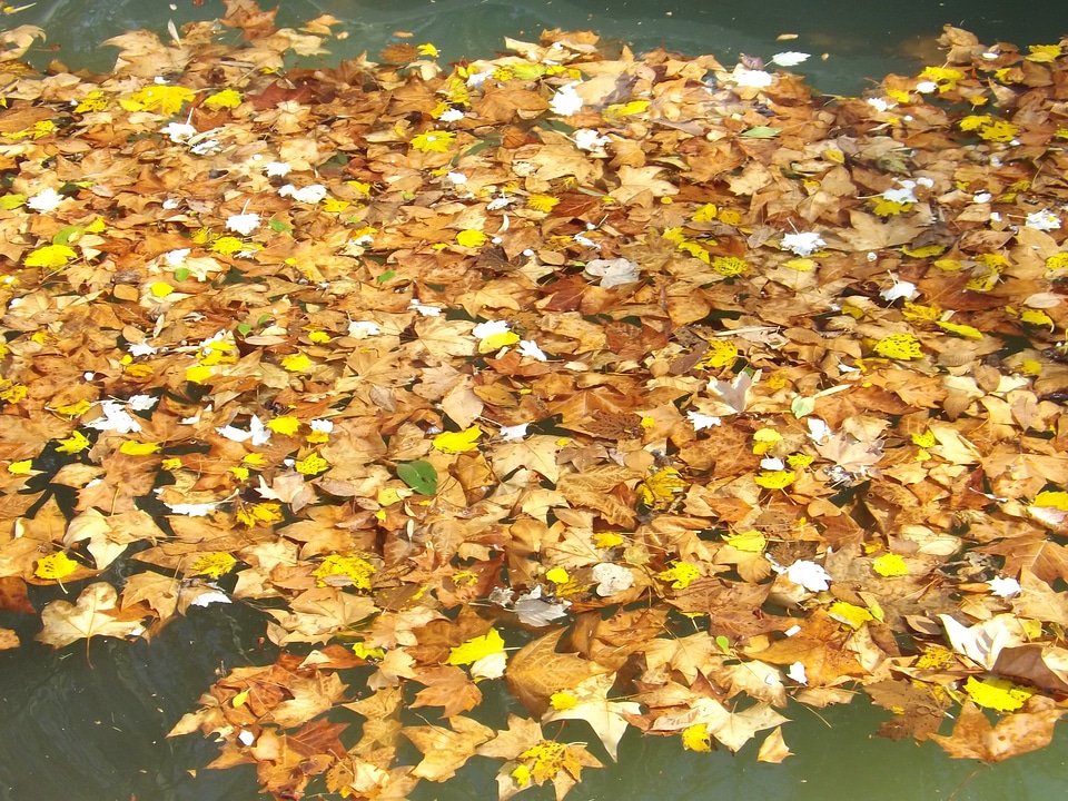 Fall brown plant