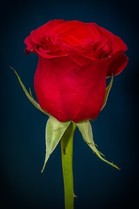 Red rose red flower