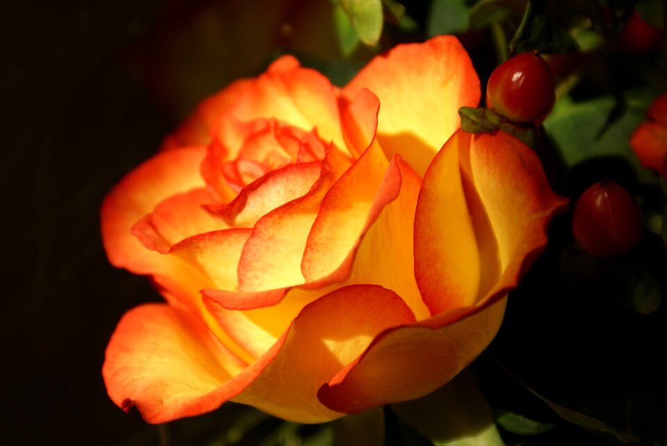 Close up flower orange roses