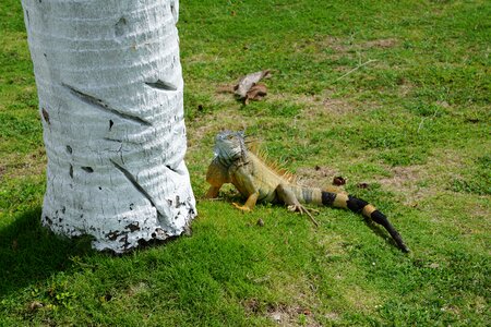 Iguana green palm