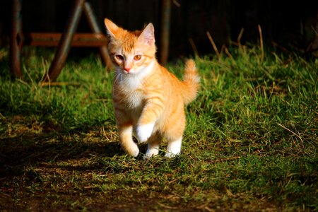 Kitten mieze domestic cat photo