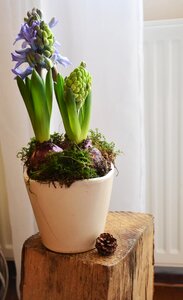 Spring nature house