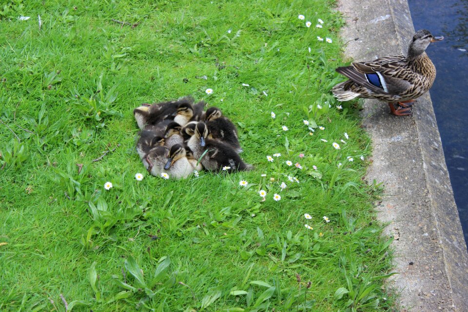 Baby wildlife lake