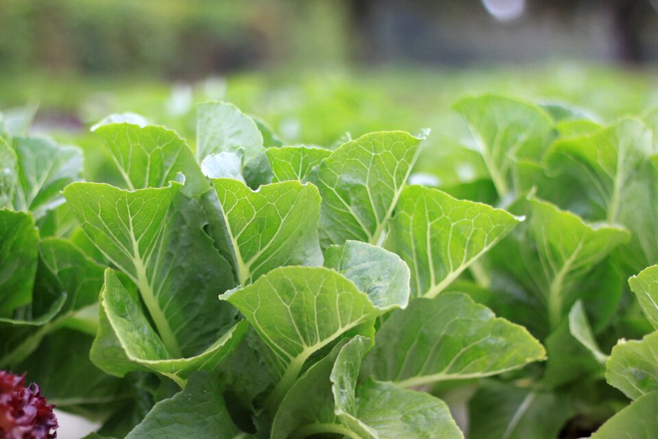Salad vegetable food
