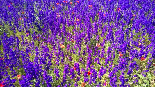 Flower meadow violet farbenpracht