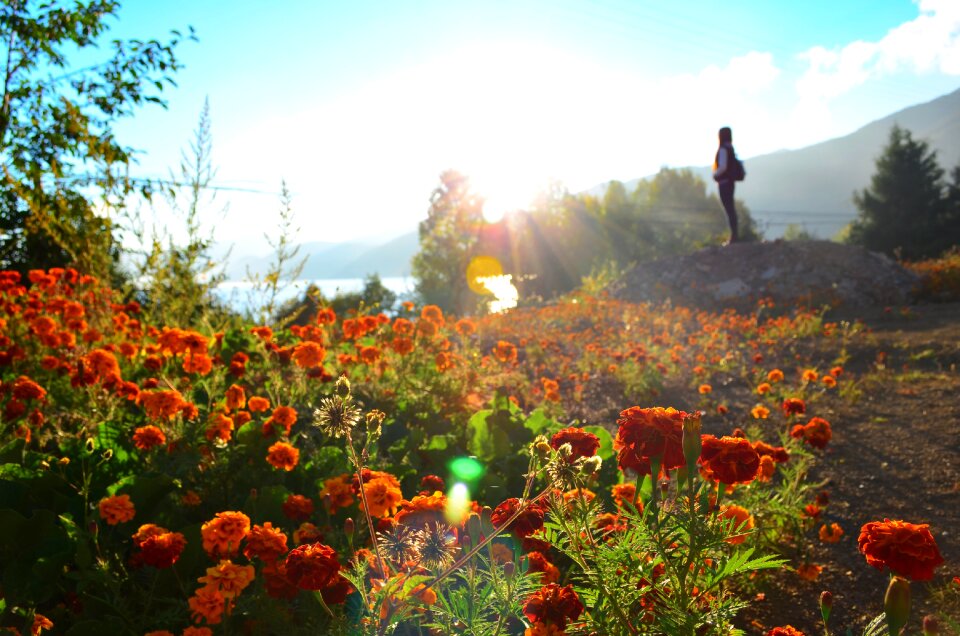 Morning sea of flowers halo