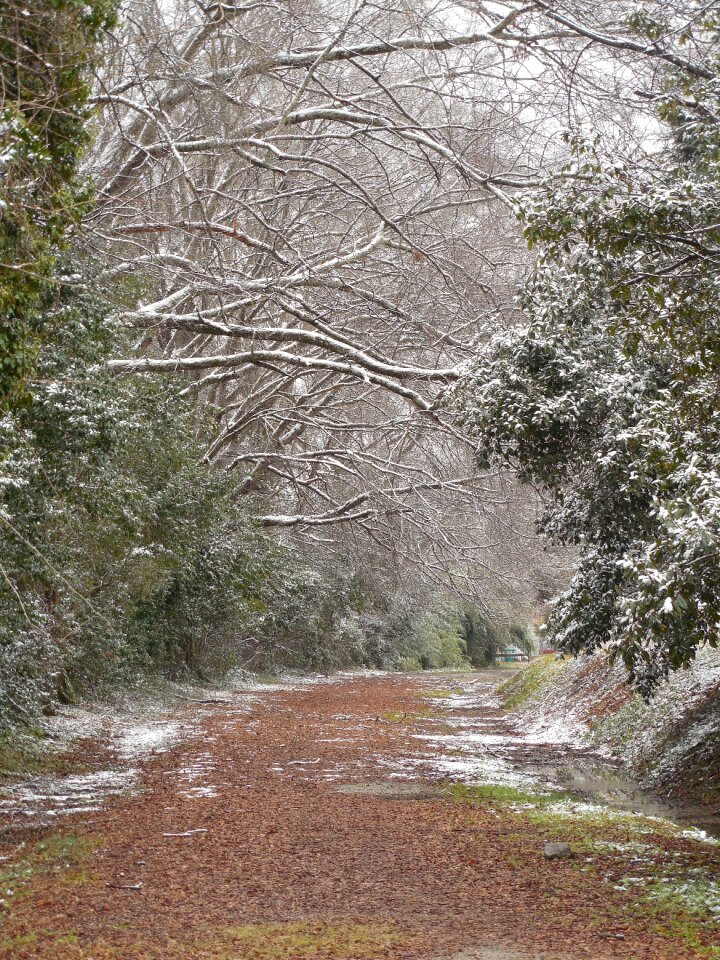 Snow nature forest