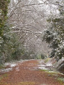 Snow nature forest