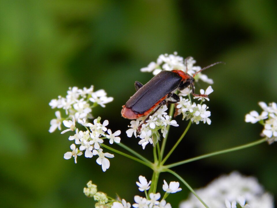 Beetle flowers plant