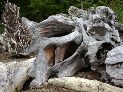 Tree nature sculpture shore
