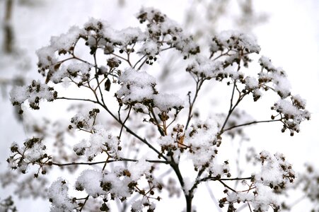 Wintry branch winter mood photo