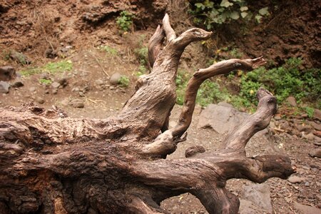 Tree log