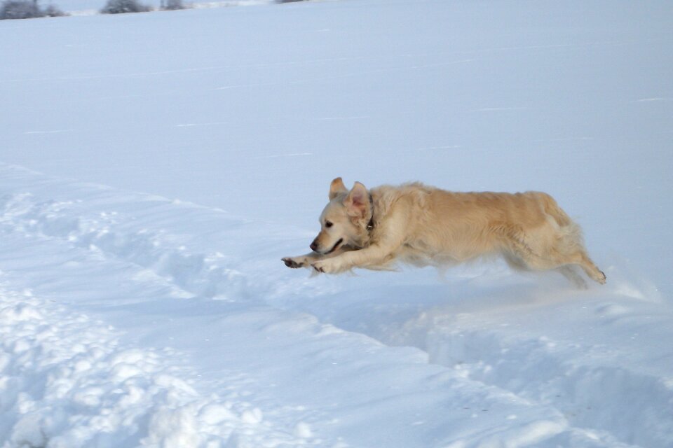 Golden retriever dog snow