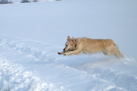 Golden retriever dog snow