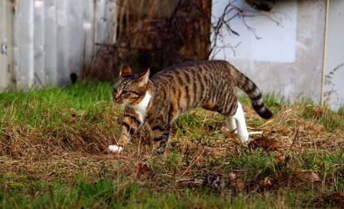 Mieze domestic cat grass photo