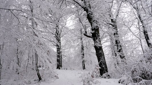 Winter white forest