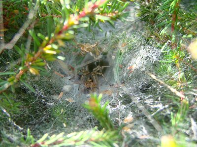 Prey remains prey carcasses coniferous tree