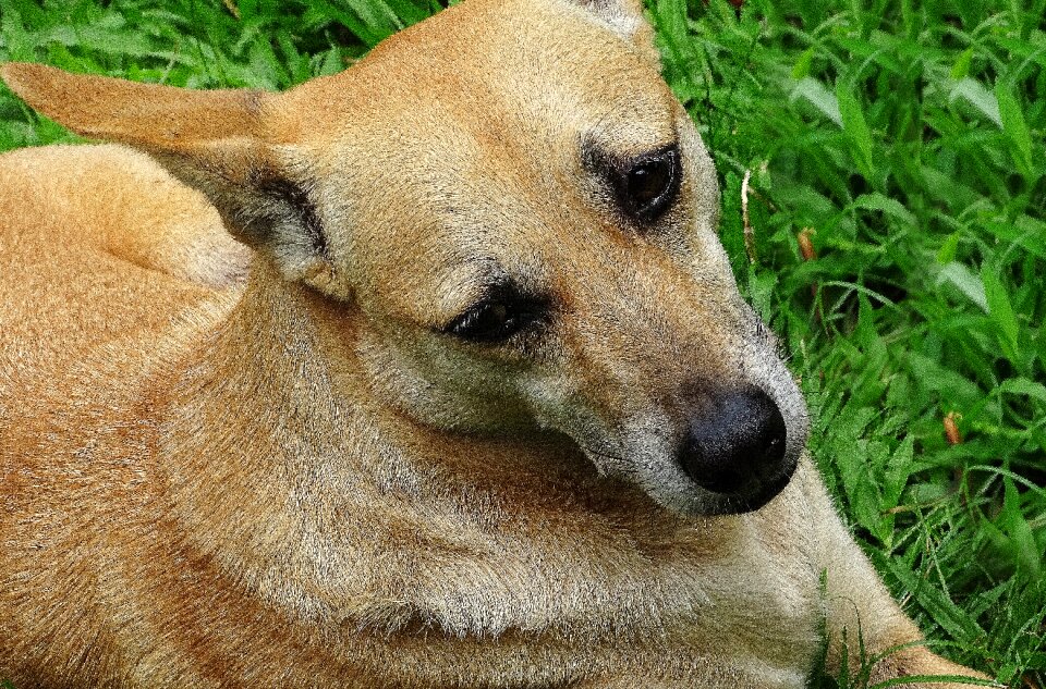 Animal think thought