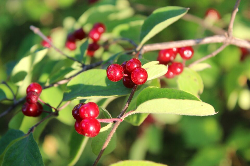 Summer berry fruit