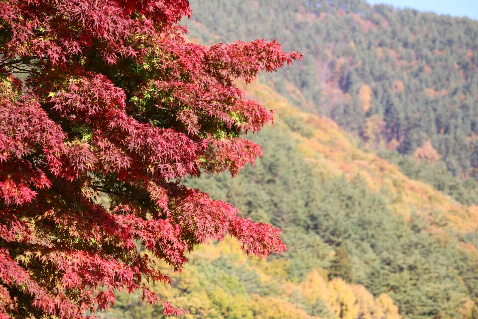 Landscape red leaves