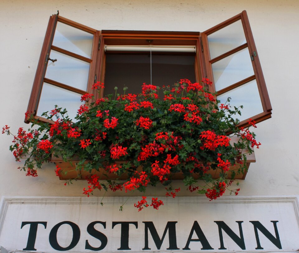 Window outlook flower