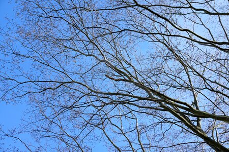 Sky blue tree