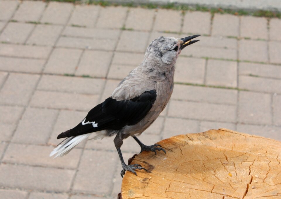 Clarks nutcracker manning park bc
