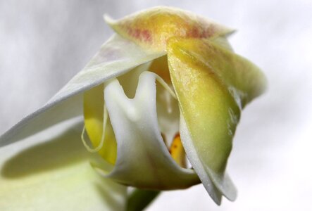 Bud open blossom photo