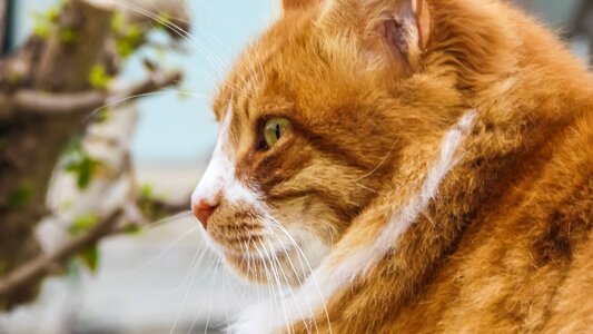 Curiosity ginger fur