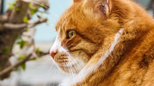 Curiosity ginger fur photo