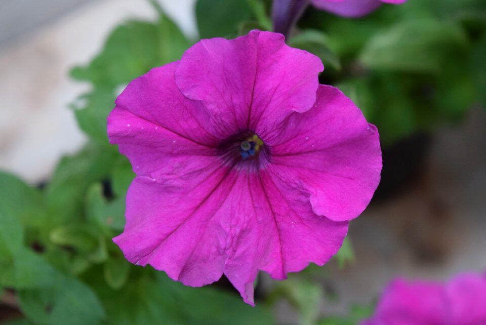 Flower common garden petunia