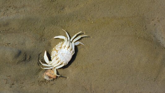 Sdcovka the clams coast