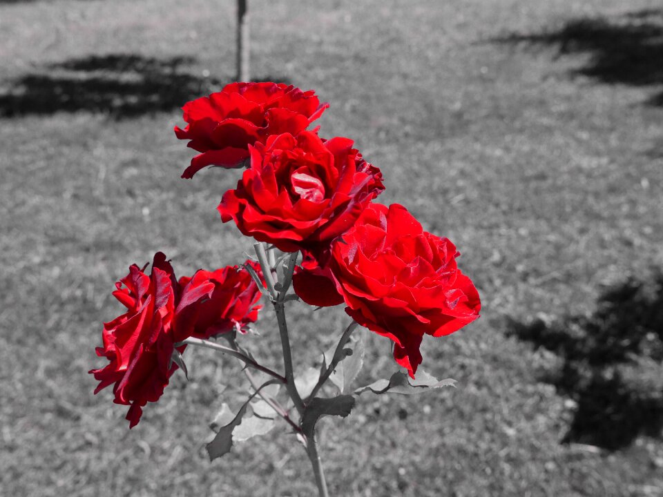 Nature floral color splash effect