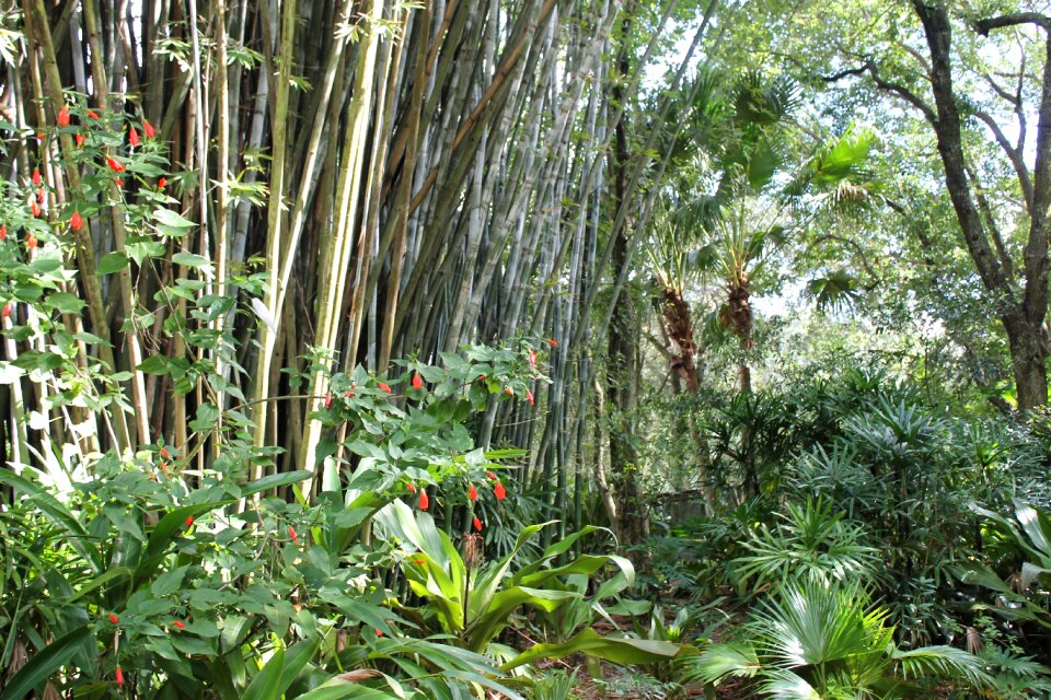 Bamboo forest jungle