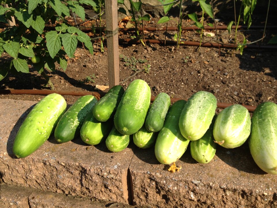 Garden organic