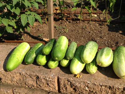 Garden organic