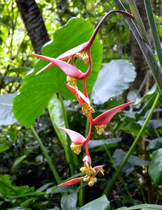 Guadeloupe caribbean orchid