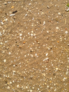 Sand seashell sea