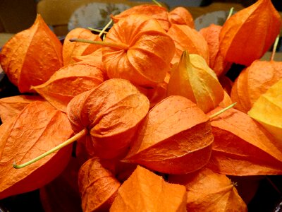 Close up decoration dried
