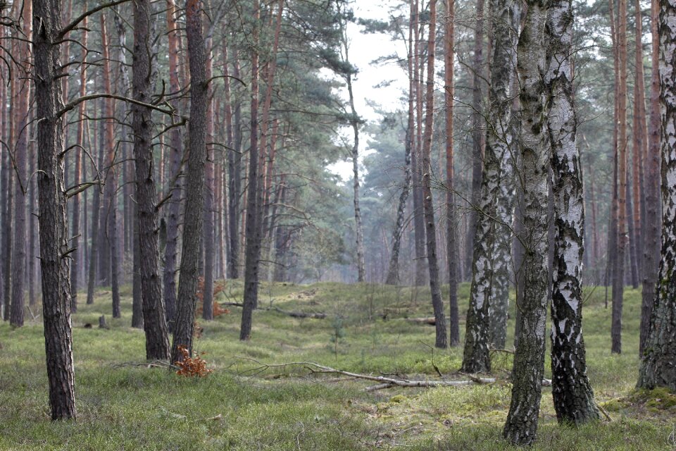 Nature spring trees