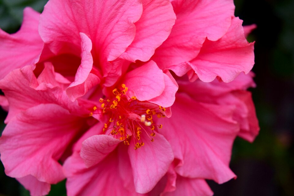 Pistil flower tropical