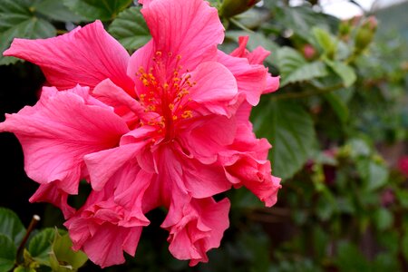 Plant tropical stamen photo