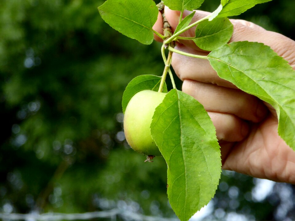 Vitamins keep fruit