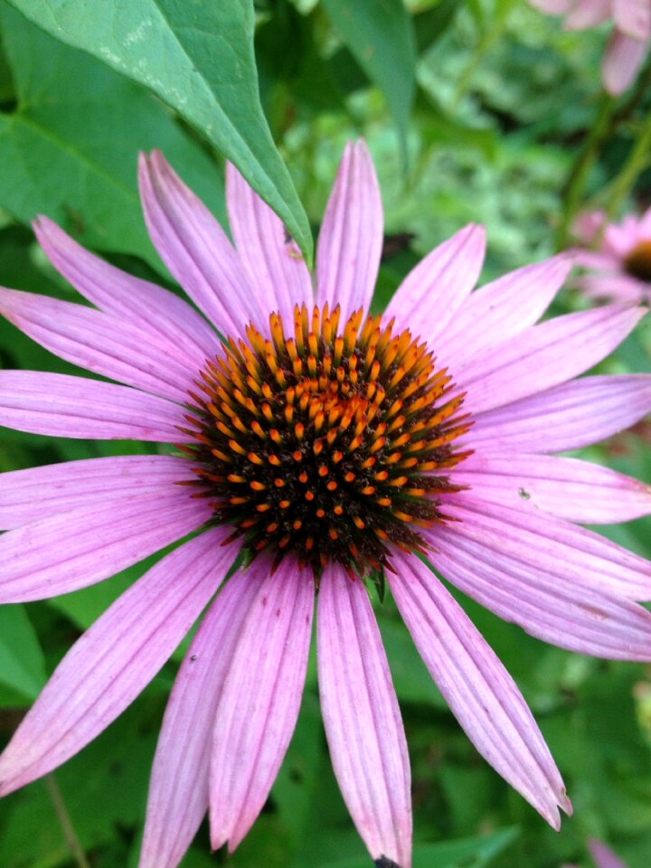 Nature petal floral photo