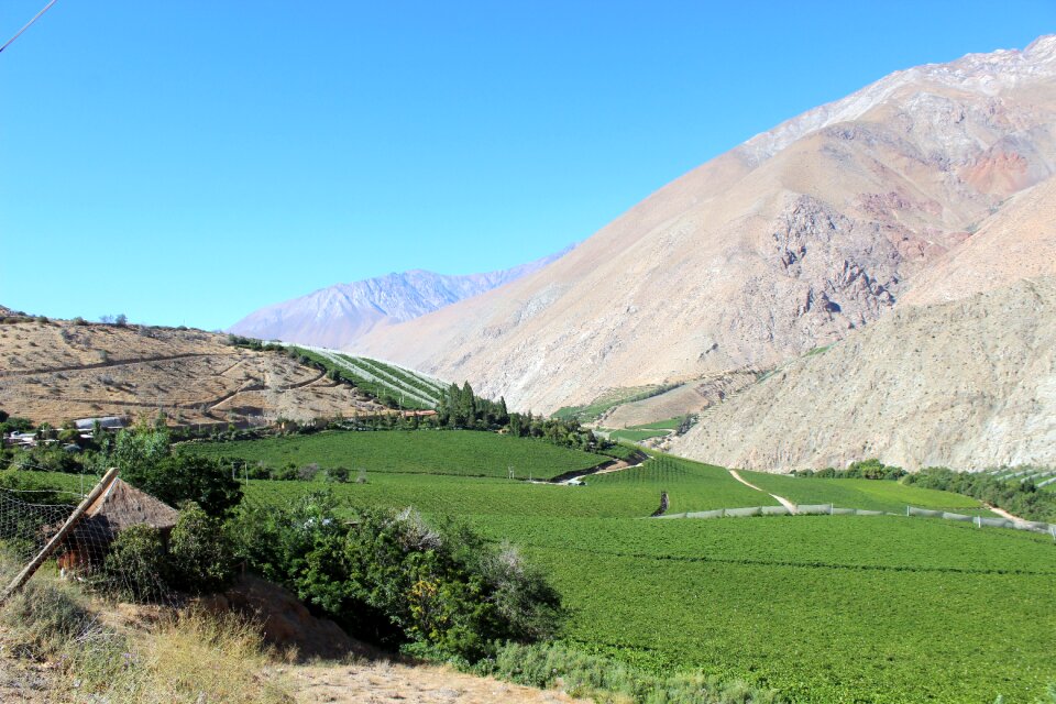 Chile elqui pisco