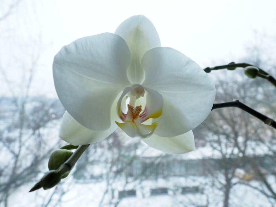 Bloom winter white